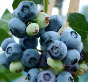 Голубика “Чандлер”   (Двойной Урожай) купить по цене от 400.00р. в интернет-магазине «Посадика» с доставкой почтой в в Москве и по всей России – [изображение №1].