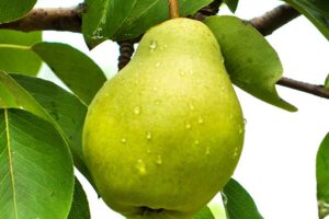 Груша Чижовская купить по цене от 350.00р. в интернет-магазине «Посадика» с доставкой почтой в в Москве и по всей России – [изображение №1].