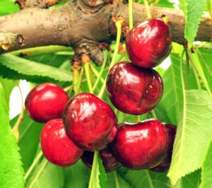 Черешня Крупноплодная купить по цене от 310.00р. в интернет-магазине «Посадика» с доставкой почтой в в Москве и по всей России – [изображение №1].