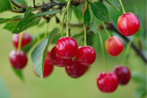 Вишня Звездочка купить по цене от 310.00р. в интернет-магазине «Посадика» с доставкой почтой в в Москве и по всей России – [изображение №1].