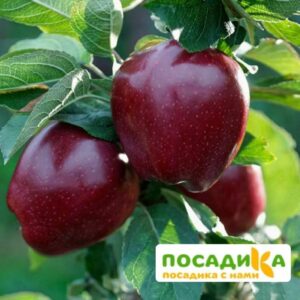 Яблоня Глостер купить по цене от 300.00р. в интернет-магазине «Посадика» с доставкой почтой в в Москве и по всей России – [изображение №1].