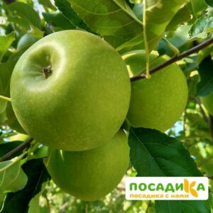 Яблоня Гренни Смит купить по цене от 330.00р. в интернет-магазине «Посадика» с доставкой почтой в в Москве и по всей России – [изображение №1].