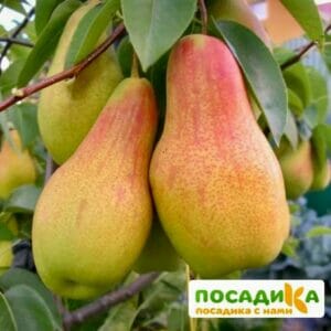 Груша Аббат Фетель купить по цене от 300.00р. в интернет-магазине «Посадика» с доставкой почтой в в Москве и по всей России – [изображение №1].