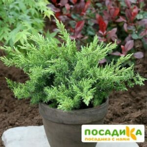 Можжевельник прибрежный Шлягер купить по цене от 400.00р. в интернет-магазине «Посадика» с доставкой почтой в в Москве и по всей России – [изображение №1].