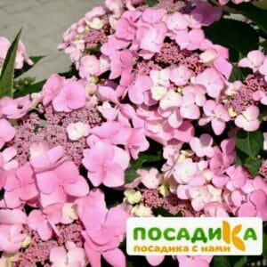 Гортензия крупнолистная Маризи Перфекта ЗКС купить по цене от 400.00р. в интернет-магазине «Посадика» с доставкой почтой в в Москве и по всей России – [изображение №1].
