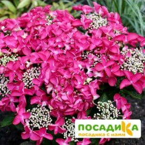 Гортензия крупнолистная Роткелхен ЗКС купить по цене от 410.00р. в интернет-магазине «Посадика» с доставкой почтой в в Москве и по всей России – [изображение №1].