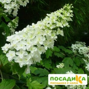 Дуболистная Гортензия Блек Порш купить по цене от 420.00р. в интернет-магазине «Посадика» с доставкой почтой в в Москве и по всей России – [изображение №1].