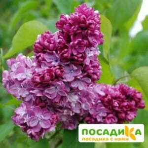 Сирень Поль Тирион (Paul Thirion) купить по цене от 529.00р. в интернет-магазине «Посадика» с доставкой почтой в в Москве и по всей России – [изображение №1].