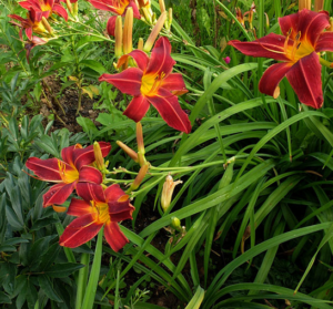 Лилейник ГИБРИДНЫЙ Черный Принц / Black Prince купить по цене от 249р. в интернет-магазине «Посадика» с доставкой почтой в в Москве и по всей России – [изображение №1].