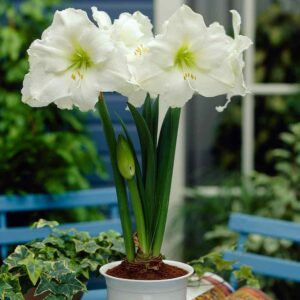Амариллис Антарктика купить по цене от 499р. в интернет-магазине «Посадика» с доставкой почтой в в Москве и по всей России – [изображение №1].