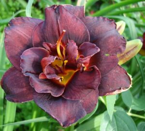 Лилейник Вуду Денсер / Voodoo Dancer купить по цене от 709р. в интернет-магазине «Посадика» с доставкой почтой в в Москве и по всей России – [изображение №1].