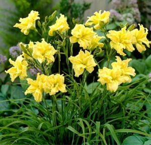 Лилейник Дабл Риве Вей / Double River Wye купить по цене от 249р. в интернет-магазине «Посадика» с доставкой почтой в в Москве и по всей России – [изображение №1].