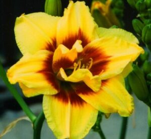 Лилейник Маунт Хелена / Mount Helena купить по цене от 389р. в интернет-магазине «Посадика» с доставкой почтой в в Москве и по всей России – [изображение №1].