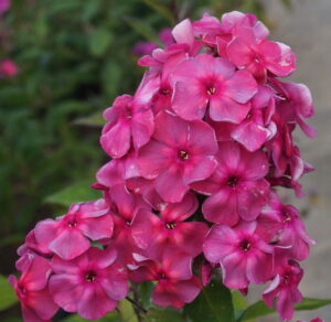 Флокс метельчатый Анна Каренина купить по цене от 199р. в интернет-магазине «Посадика» с доставкой почтой в в Москве и по всей России – [изображение №1].