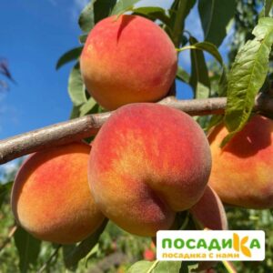 Персик Харнас купить по цене от 360р. в интернет-магазине «Посадика» с доставкой почтой в в Москве и по всей России – [изображение №1].