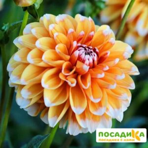 Георгина Багама Эприкот купить по цене от 350р. в интернет-магазине «Посадика» с доставкой почтой в в Москве и по всей России – [изображение №1].