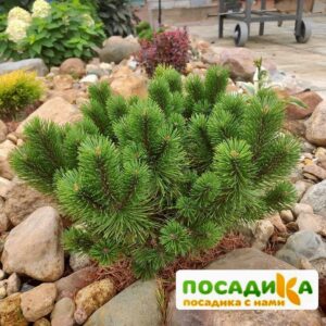 Сосна горная Мумпиц (Mumpitz)  купить по цене от 490.00р. в интернет-магазине «Посадика» с доставкой почтой в в Москве и по всей России – [изображение №1].