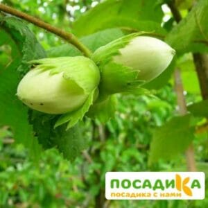 Фундук Шедевр сильнорослый купить по цене от 360р. в интернет-магазине «Посадика» с доставкой почтой в в Москве и по всей России – [изображение №1].