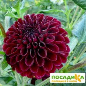 Георгины Дарк Спирит купить по цене от 300р. в интернет-магазине «Посадика» с доставкой почтой в в Москве и по всей России – [изображение №1].