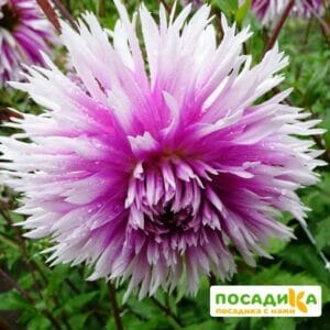 Георгина бахромчатая Тейбл Дансер купить по цене от 400р. в интернет-магазине «Посадика» с доставкой почтой в в Москве и по всей России – [изображение №1].