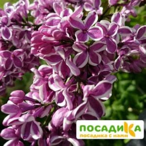 Сирень Сенсация купить по цене от 529.00р. в интернет-магазине «Посадика» с доставкой почтой в в Москве и по всей России – [изображение №1].