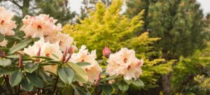 Рододендрон весной – полезные советы по посадке саженцев на участке