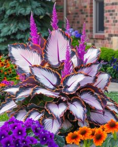 Хоста Кримэн Дрим купить по цене от 549р. в интернет-магазине «Посадика» с доставкой почтой в в Москве и по всей России – [изображение №1].