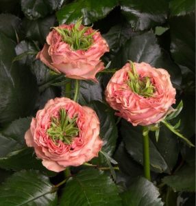 Роза Амбер Инчант купить по цене от 495р. в интернет-магазине «Посадика» с доставкой почтой в в Москве и по всей России – [изображение №1].